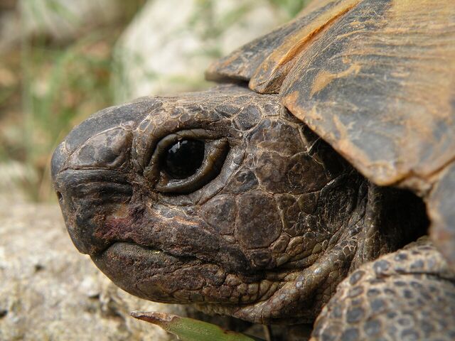 Close-up of a tortoise's head and the front edge of its shell.