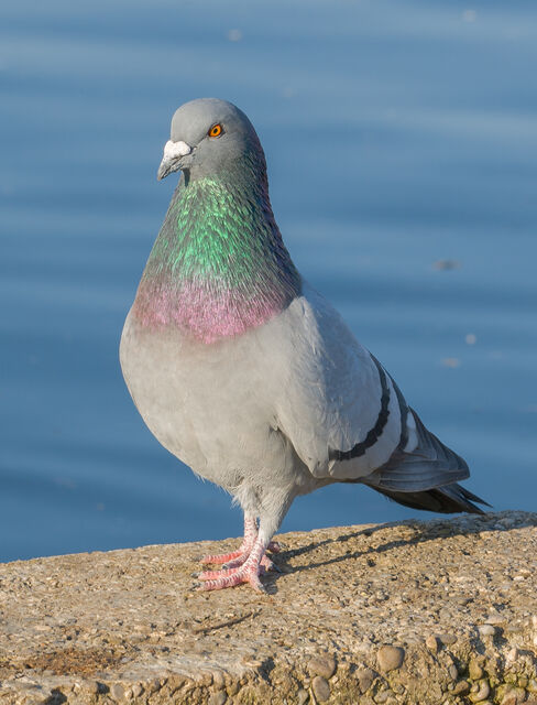 A grey pigeon standing on a rough stone ledge with blue water behind it.